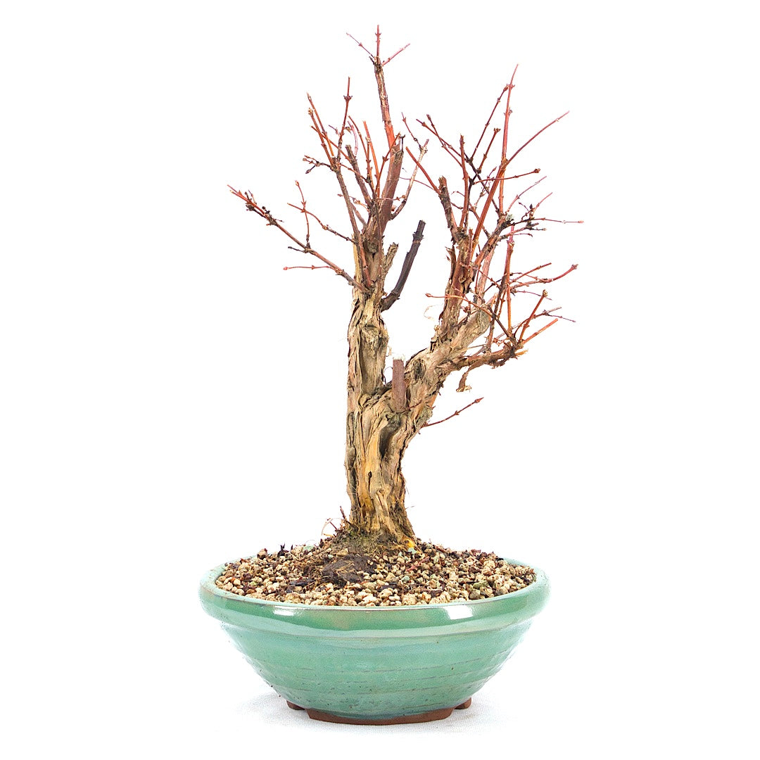 Blaue Heckenkirsche 'Lonicera caerulea'